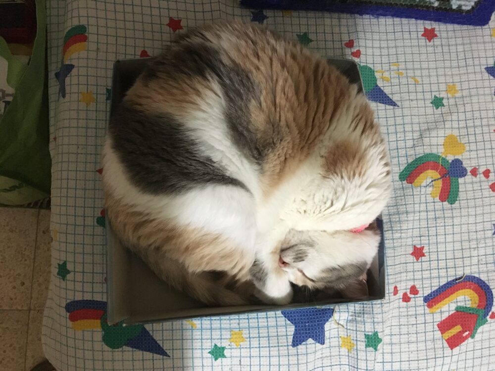 חתולה בקופסה. צילום רחלי ווקס